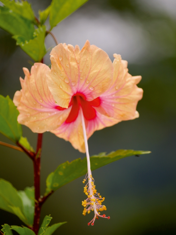 Pfirsichfarbener Hibiskus mit roten Akzenten und Wassertropfen an grünem Stängel.