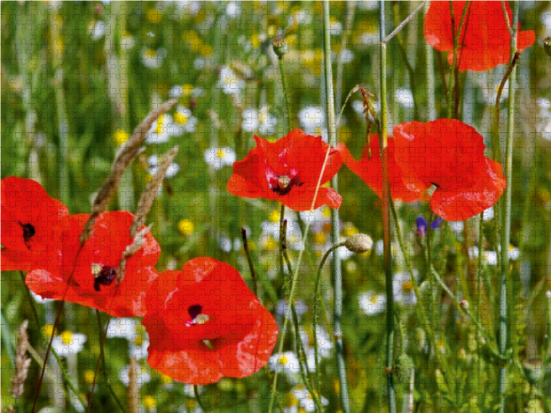 Lebendige rote Mohnblumen blühen auf einer grünen Sommerwiese voller weißer Wildblumen.