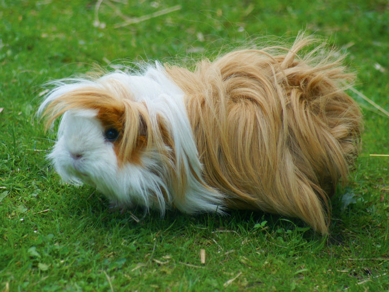 Ein langes, braun-weißes Meerschweinchen steht im grünen Gras.