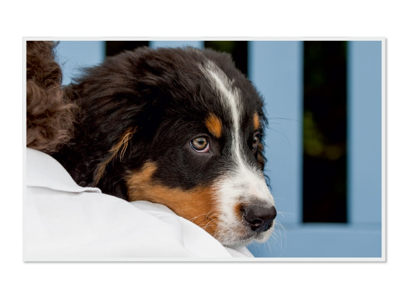 Ein süßer Berner Sennenhundwelpe schaut wachsam über eine weiße Schulter vor einem blauen Hintergrund.