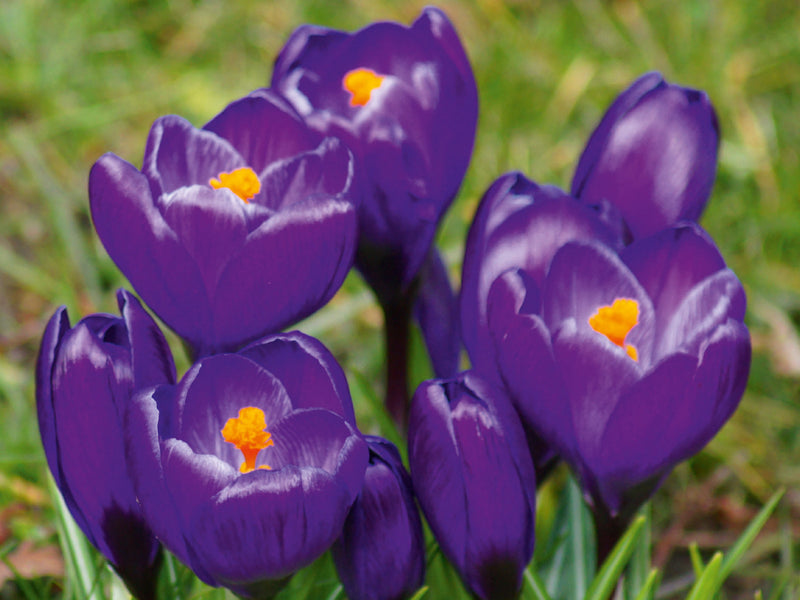 Vibrantte purpurfarbene Krokusse mit orangefarbenen Stempeln blühen im grünen Gras.