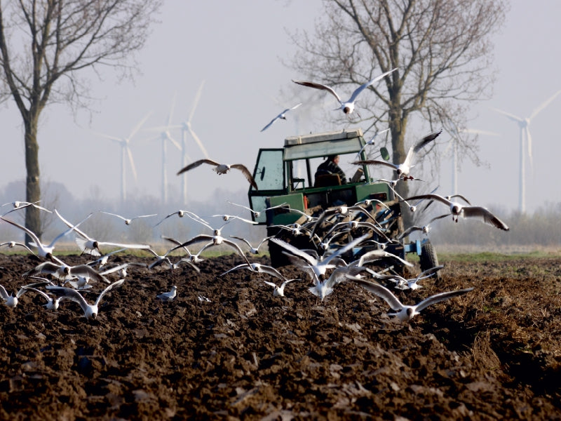 Ein grüner Traktor pflügt ein Feld, während viele Möwen herumfliegen und im Hintergrund Windkraftanlagen zu sehen sind.