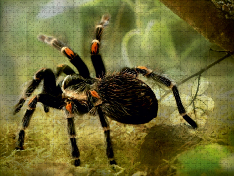 Eine schwarze Vogelspinne mit orangefarbenen Bändern auf ihren behaarten Beinen steht auf moosigem Boden.