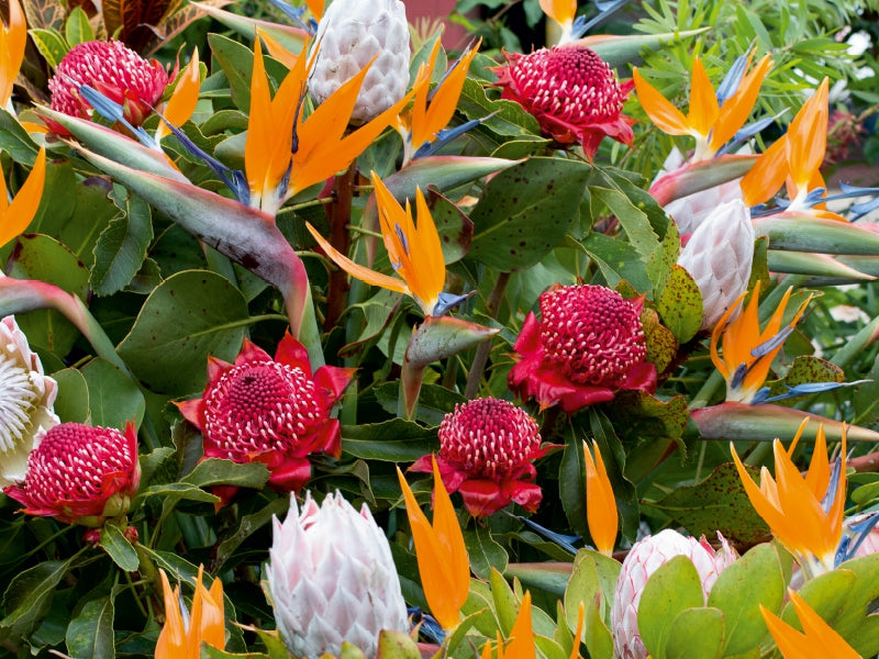 Ein buntes Arrangement aus roten Waratah-Blüten, orangen Paradiesvogelblumen und hellen Proteen.