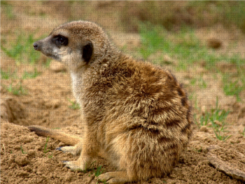 Ein Erdmännchen sitzt auf sandigem Boden und schaut nach links.
