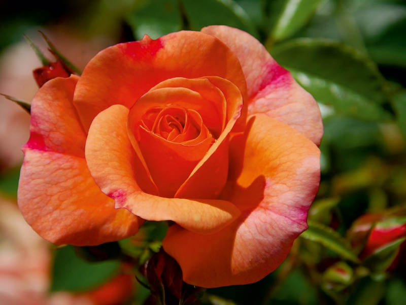 Eine wunderschöne orangefarbene Rose blüht im Garten, umgeben von grünen Blättern.