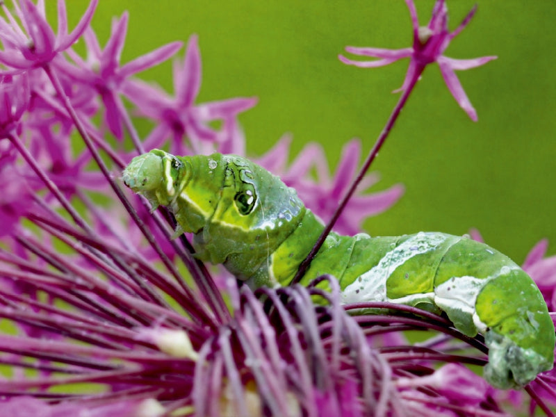 Eine grüne Raupe krabbelt auf einer leuchtend purpurnen Blume vor einem grünen Hintergrund.