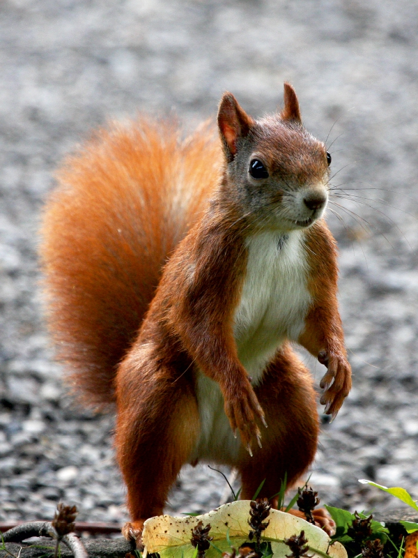 Ein rotes Eichhörnchen steht auf seinen Hinterbeinen vor einem verschwommenen Hintergrund.