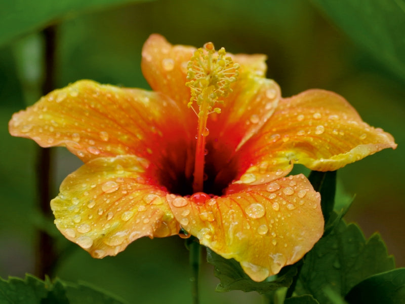 Eine orangefarbene Hibiskusblüte mit Wassertropfen auf den Blütenblättern vor grünem Hintergrund.