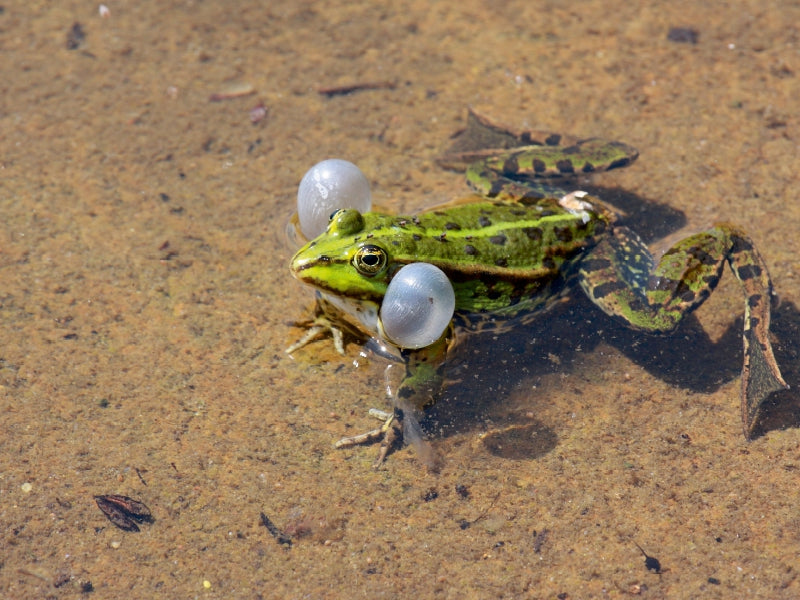 Ein grüner Frosch sitzt im flachen Wasser und hat zwei große weiße Blasen an den Wangen aufgebläht.