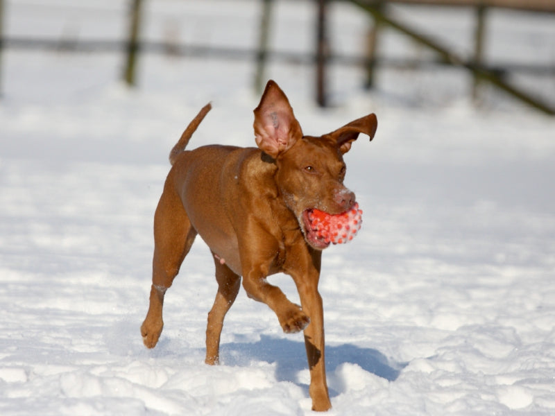 Ein brauner Hund läuft im Schnee und hält einen roten Ball im Maul.