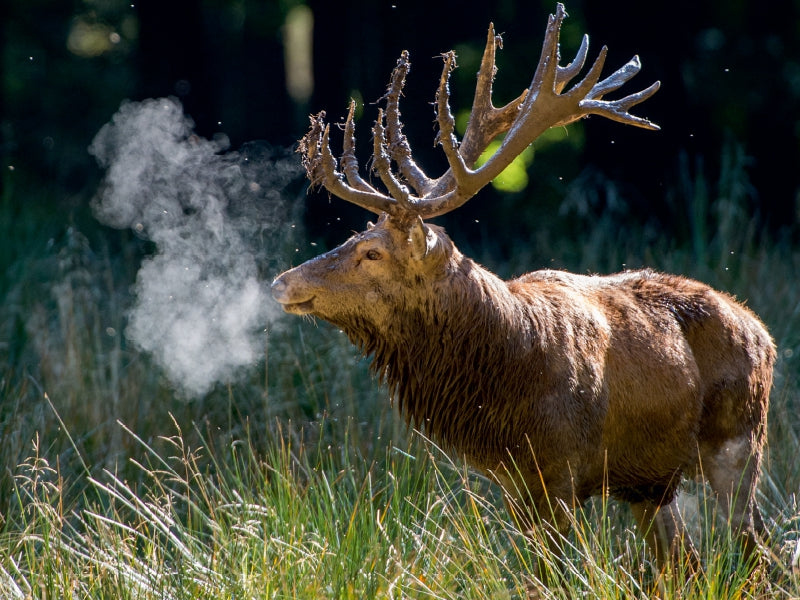 Ein großer Hirsch mit großem Geweih atmet in einer Wiese kalte Luft aus.