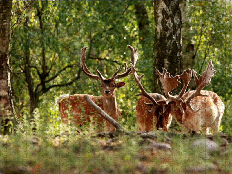 Drei Hirsche mit großem Geweih stehen im Wald vor Bäumen und grünem Laub.