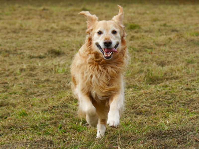 Ein glücklicher Golden Retriever läuft mit offenem Maul und herausgestreckter Zunge über eine Wiese.