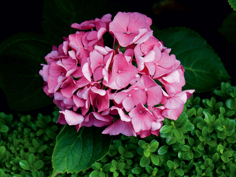 Eine üppige rosa Hortensienblüte, umgeben von dunkel grünem Laub und kleinen Blättern im Hintergrund.