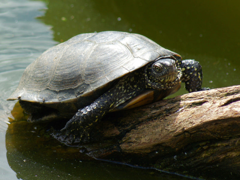Eine dunkgepunktete Schildkröte ruht auf einem Baumstamm im grünen Wasser.
