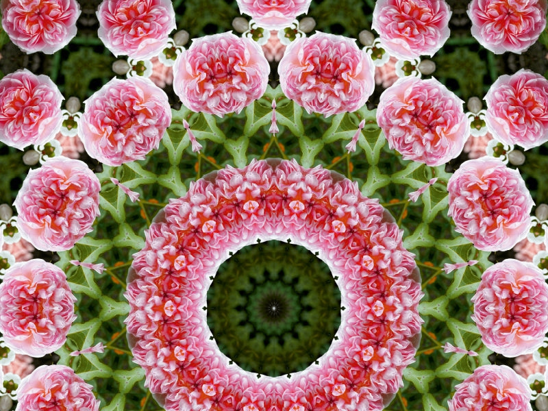Symmetrisches Kaleidoskopmuster aus rosa Rosen mit grünem Hintergrund.
