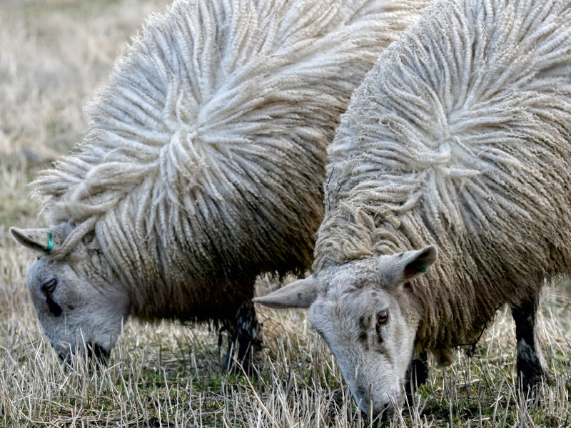 Zwei weiße Schafe mit langem, dichtem Fell grasen auf einer trockenen Wiese.