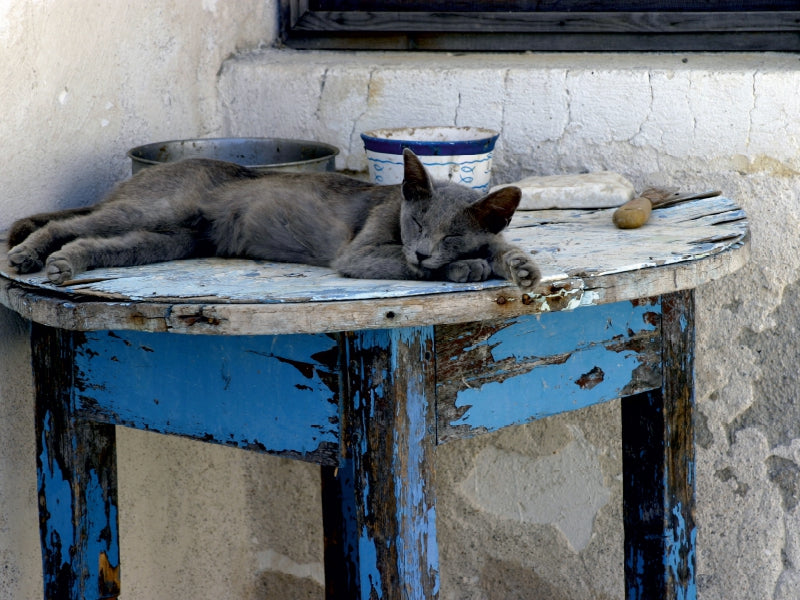 Eine graue Katze schläft auf einem alten, blau-braunen Holztisch im Freien.