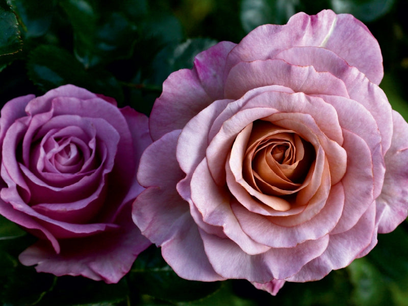 Zwei wunderschöne rosafarbene Rosen blühen vor dunklem Laub.