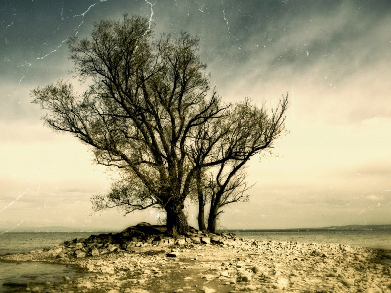 Ein großer kahler Baum an einem steinigem Ufer unter einem bewölkten Himmel.