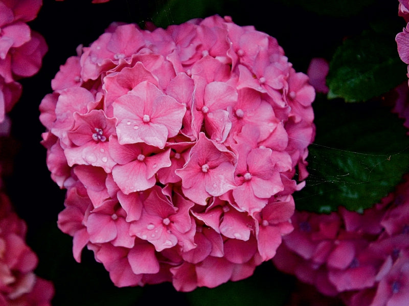 Eine Nahaufnahme einer großen, leuchtend rosa Hortensienblüte mit Wassertropfen auf den Blütenblättern vor dunklem Grün.
