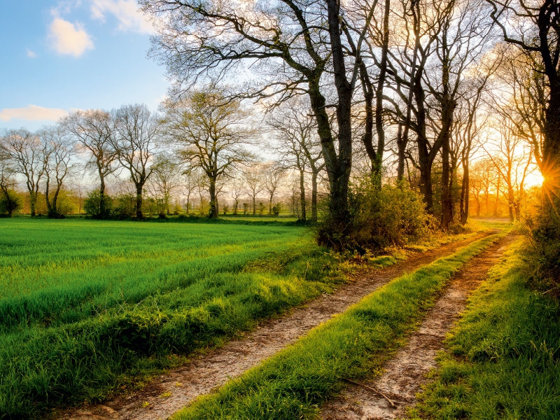 Ein Feldweg führt neben saftigen grünen Wiesen und hohen Bäumen in den warmen Sonnenuntergang.