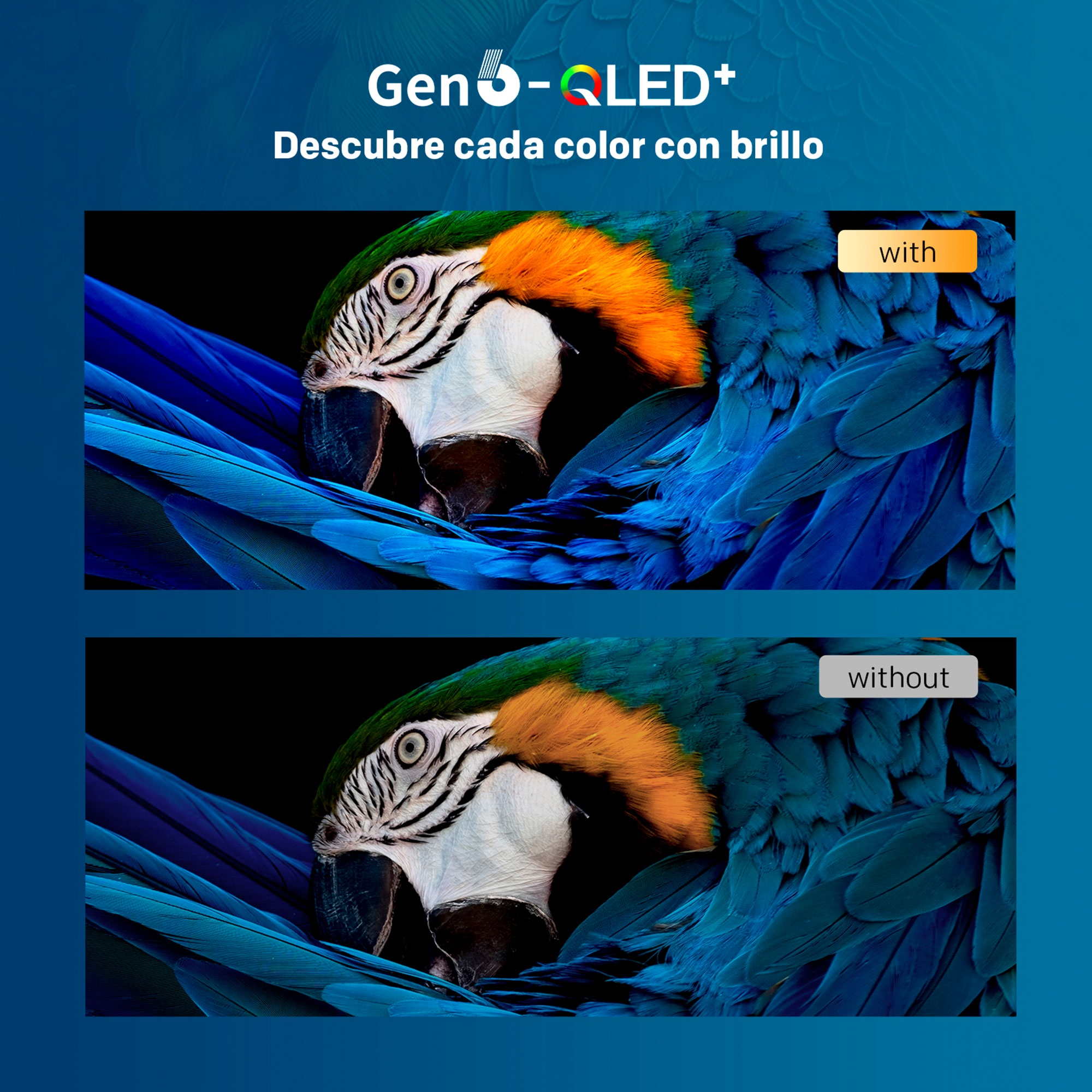 Imágenes comparativas de un loro colorido con y sin tecnología QLED para colores vibrantes.