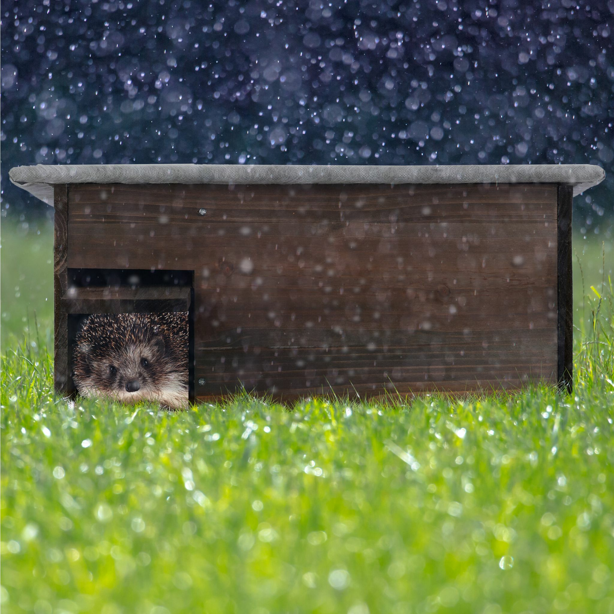 Ein kleiner Igel schaut während eines Regenschauers aus seinem Holzunterstand im Gras.
