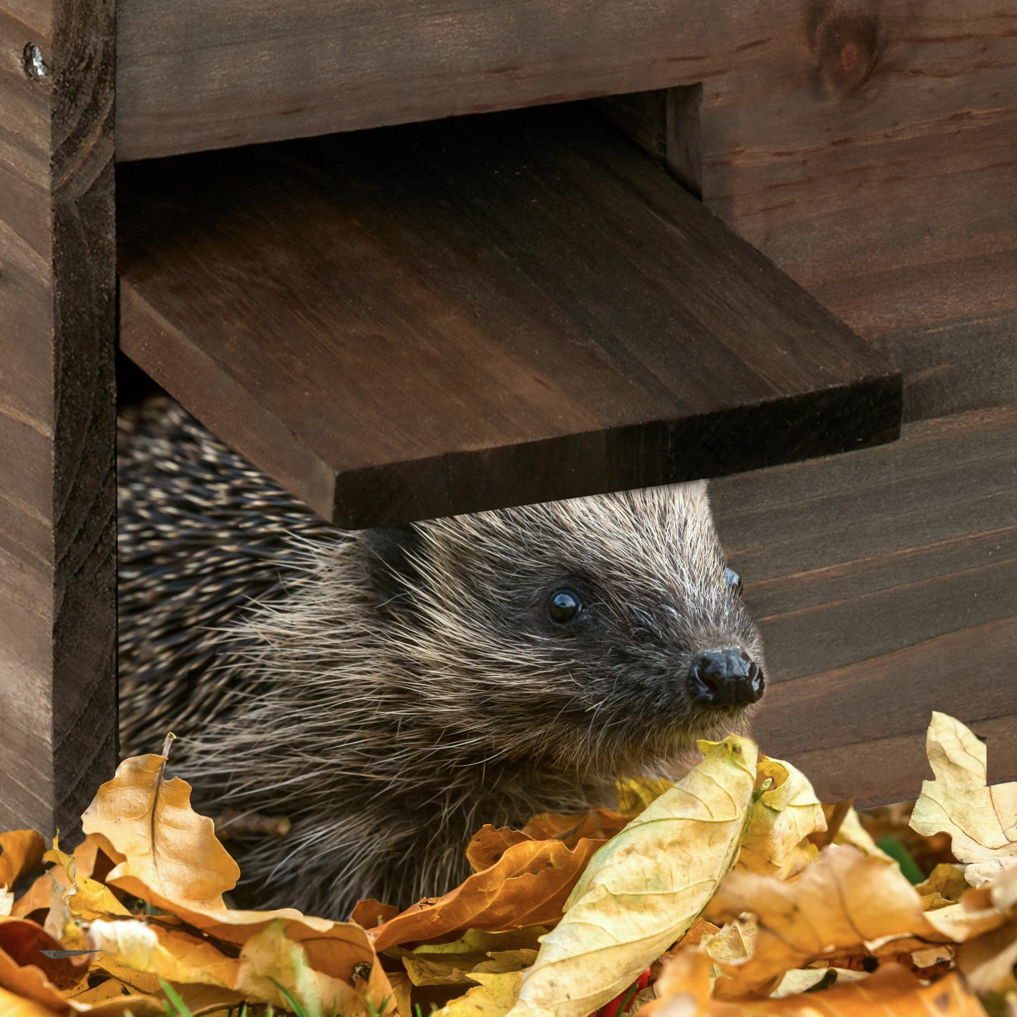 Ein Igel schaut aus dem Eingang eines Holzhauses, umgeben von Herbstlaub.