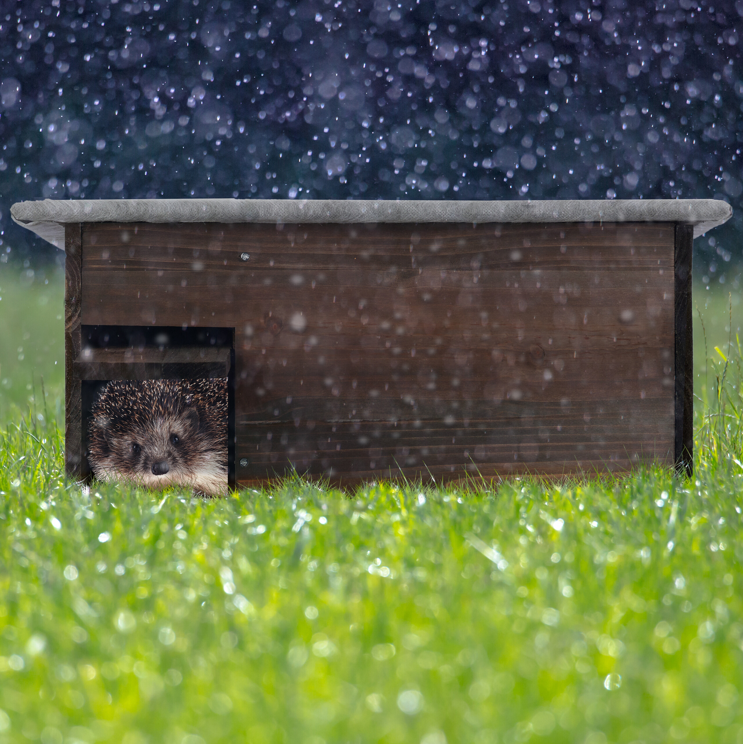 Ein kleiner Igel schaut aus einer Holzhütte im Regen.