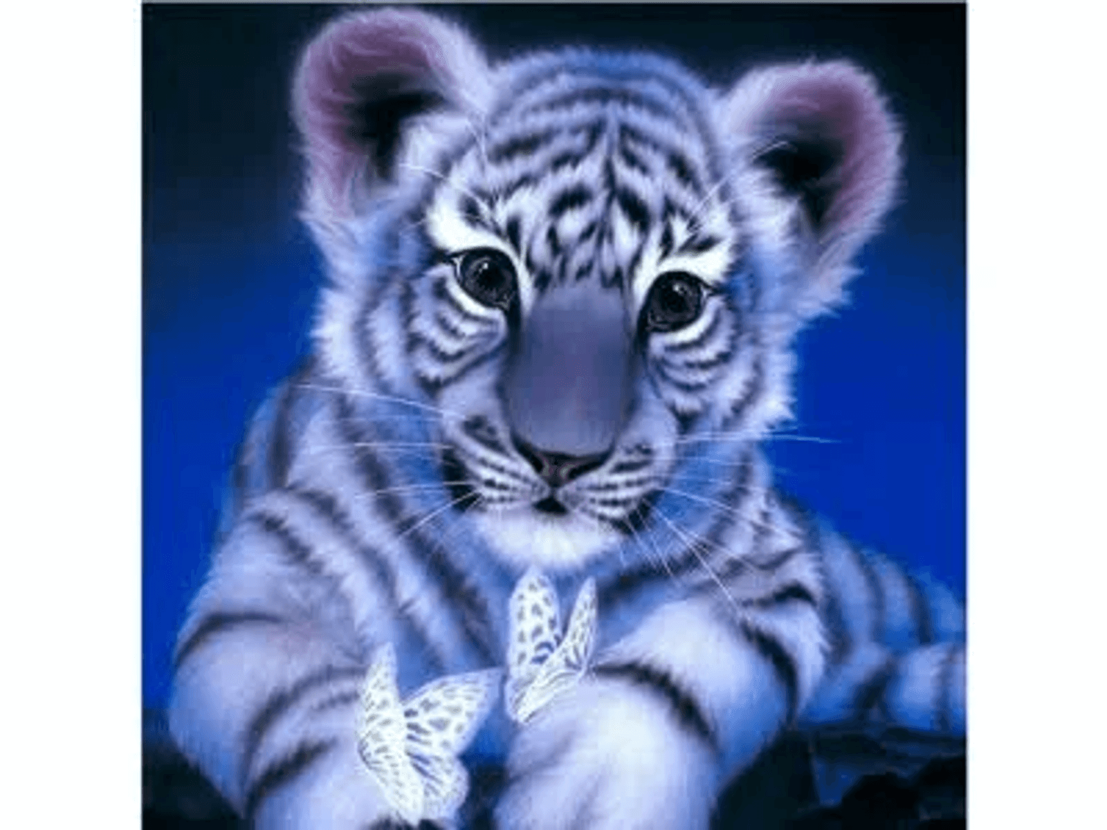 Un pequeño tigre blanco con rayas negras se sienta sobre un fondo azul con dos mariposas blancas.