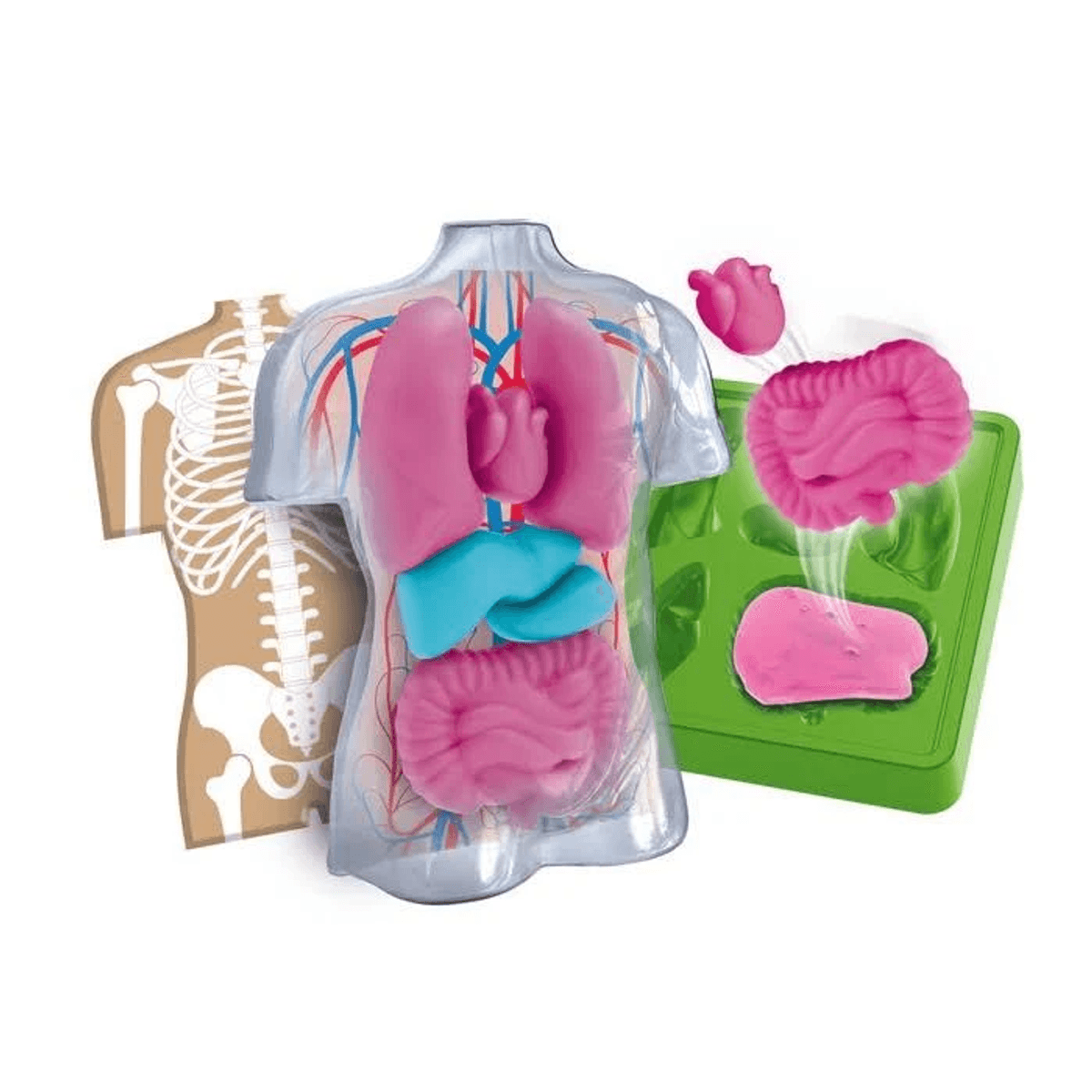 Juguete de anatomía del torso humano con cuerpo transparente, órganos internos y molde verde sobre fondo blanco.