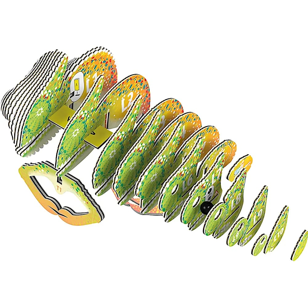 Più fette di cartone colorate e numerate si allineano per formare un puzzle 3D a forma di pesce.