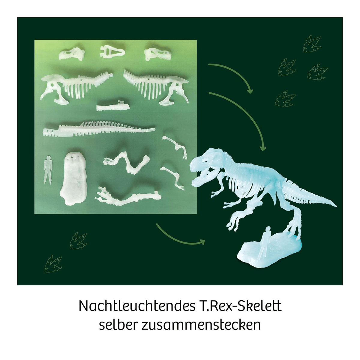 Las piezas individuales de un esqueleto de T. Rex que brilla en la oscuridad se muestran junto al modelo ensamblado.