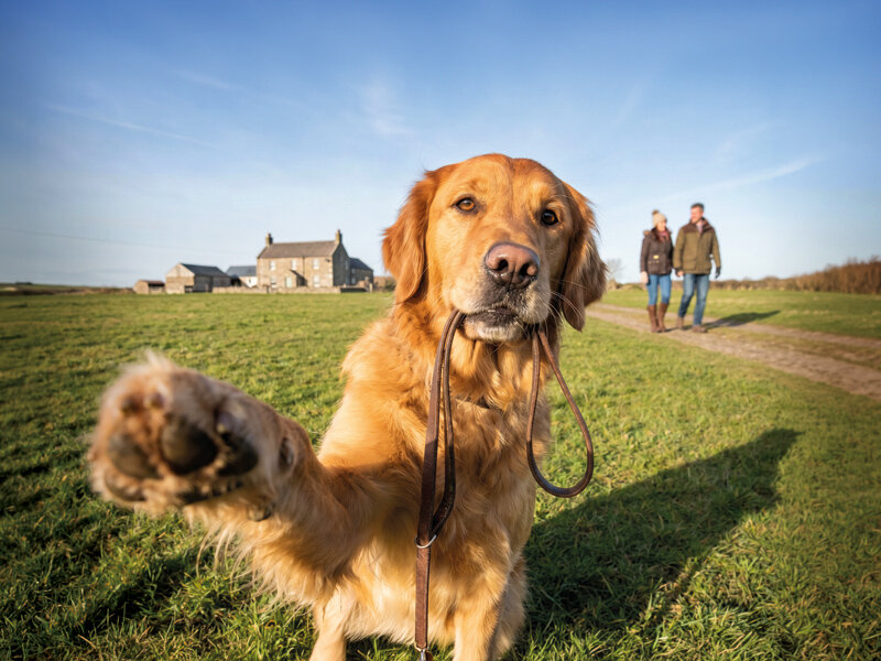 Golden Retriever sostiene una correa en la boca, extiende su pata, con personas caminando en un campo al fondo.