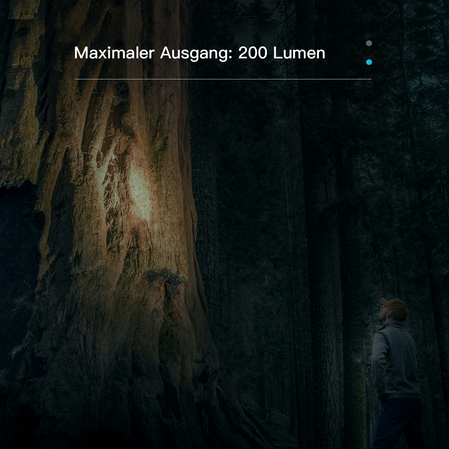 Ein Mensch beleuchtet nachts im Wald den Stamm eines riesigen Baumes mit einer Taschenlampe.