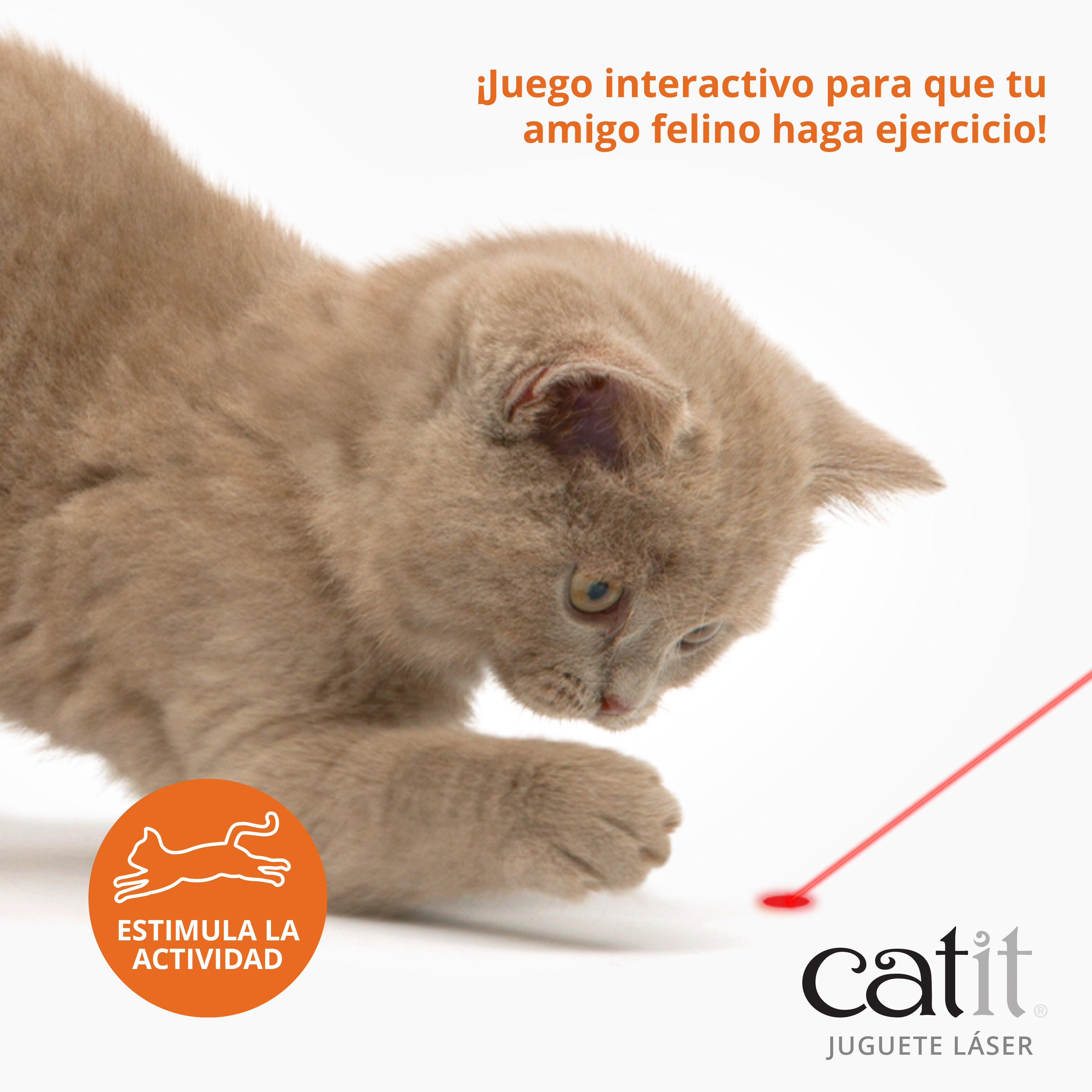 Un gatito beige peludo juega con un punto láser rojo sobre fondo blanco con texto.