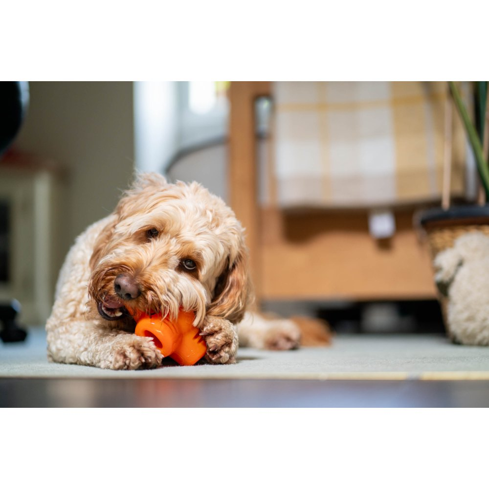 Un perro doodle dorado y esponjoso yace en una alfombra en el interior, masticando felizmente un juguete de goma naranja.