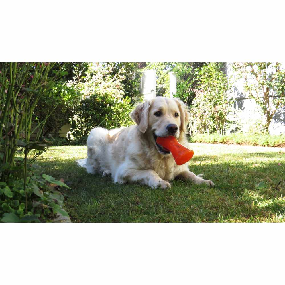 Un golden retriever yaciendo en un césped verde, sosteniendo un juguete naranja en la boca en un jardín soleado.