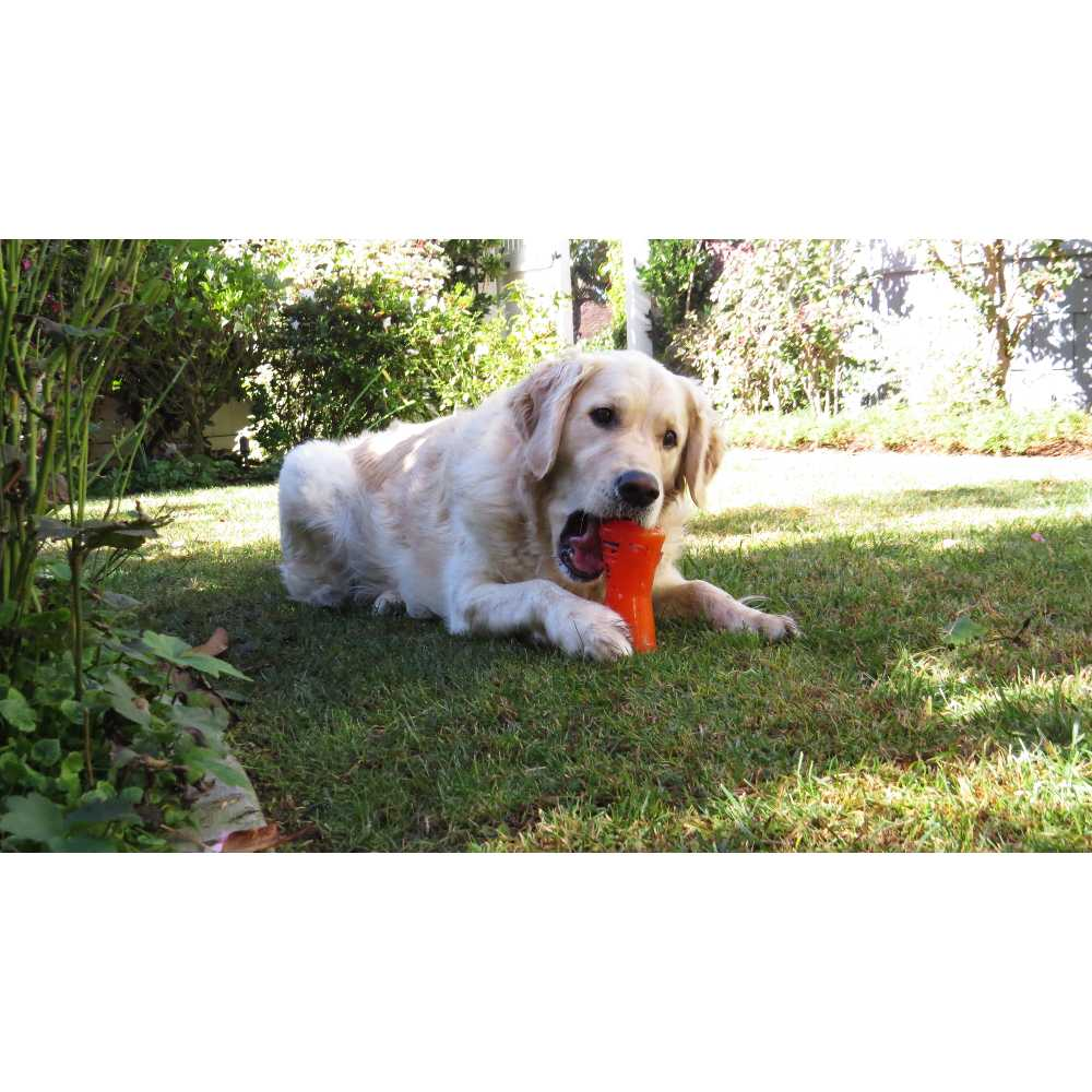 Un golden retriever yace sobre hierba verde, masticando un juguete para perros naranja en un jardín soleado.