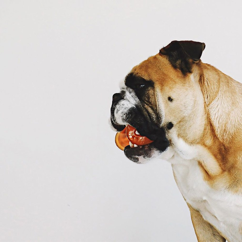 Un bulldog marrón y blanco sostiene una pelota naranja en su boca contra un fondo blanco.