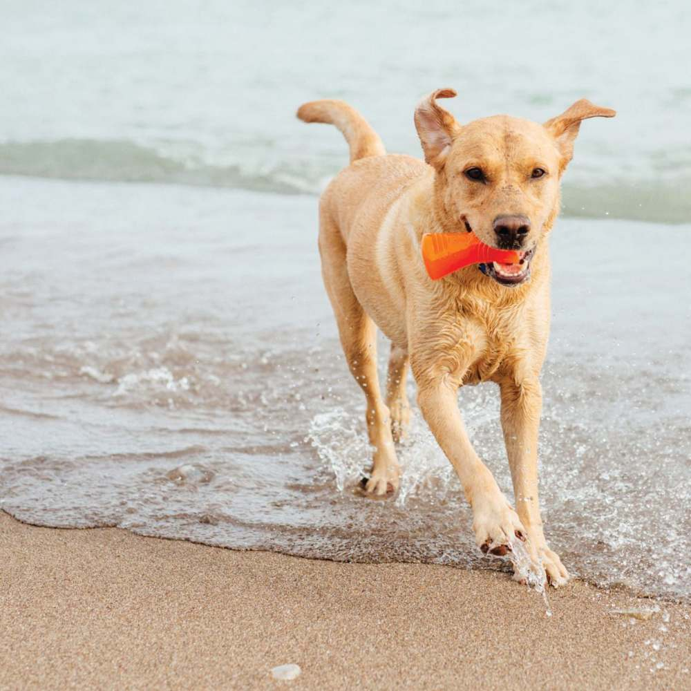 Un perro dorado corre feliz por la playa de arena, llevando un juguete naranja en la boca mientras las olas chapotean.