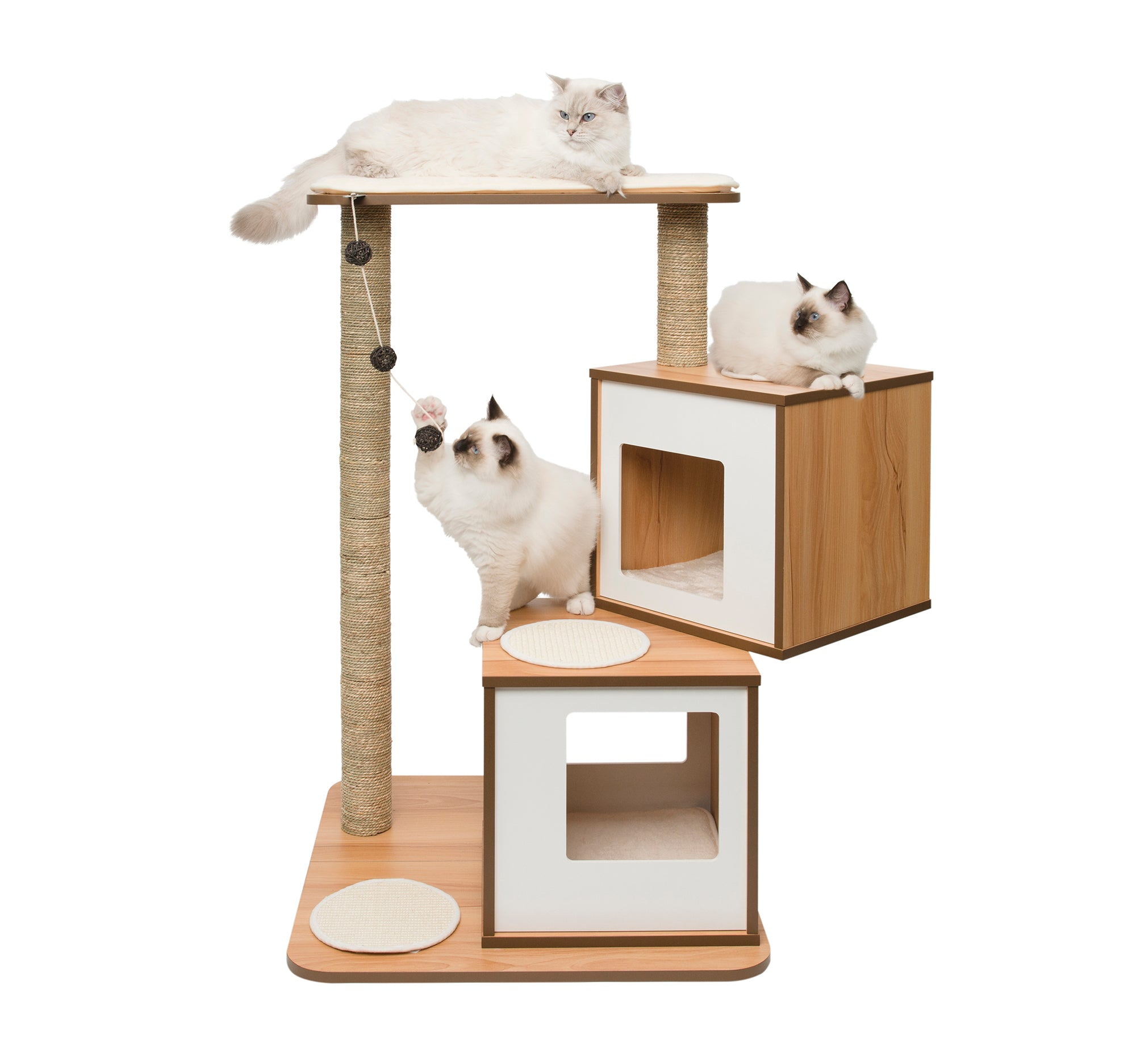 Tres gatos blancos jugando y descansando en un árbol rascador moderno de madera y sisal sobre fondo blanco.