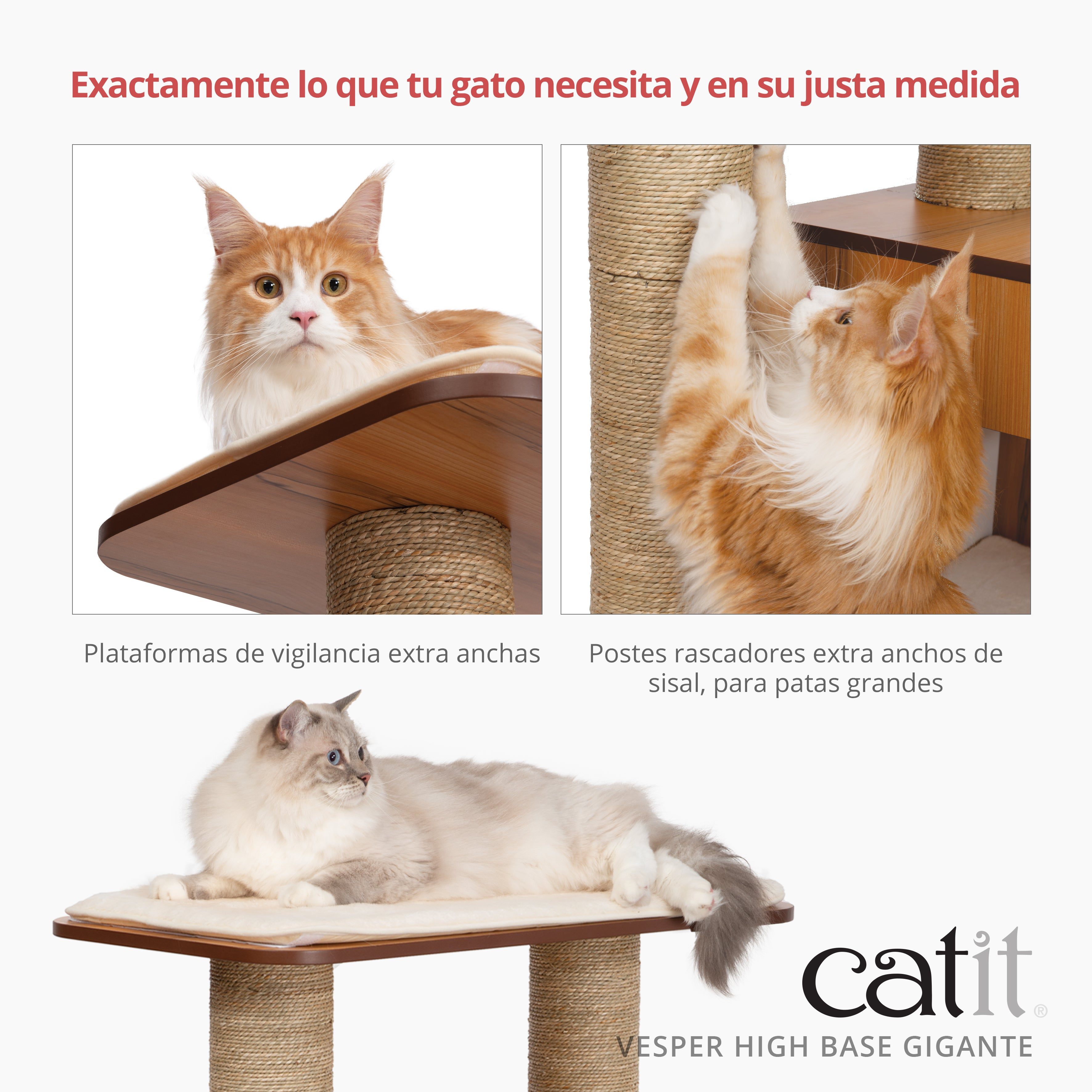 Gatos en un rascador, con textos sobre plataformas y postes de sisal.