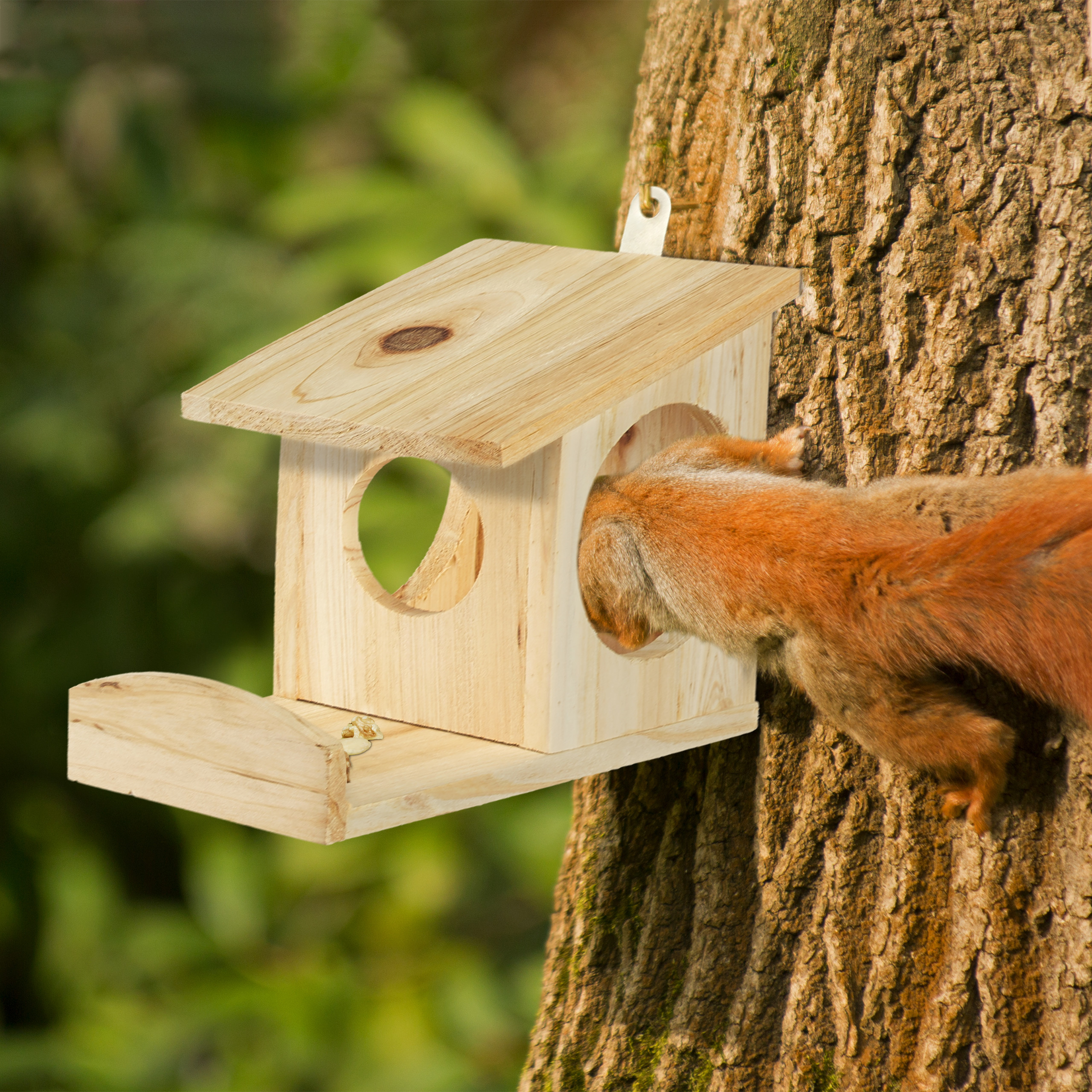 Ein rotes Eichhörnchen frisst aus einem hölzernen Vogelhaus an einem Baum.