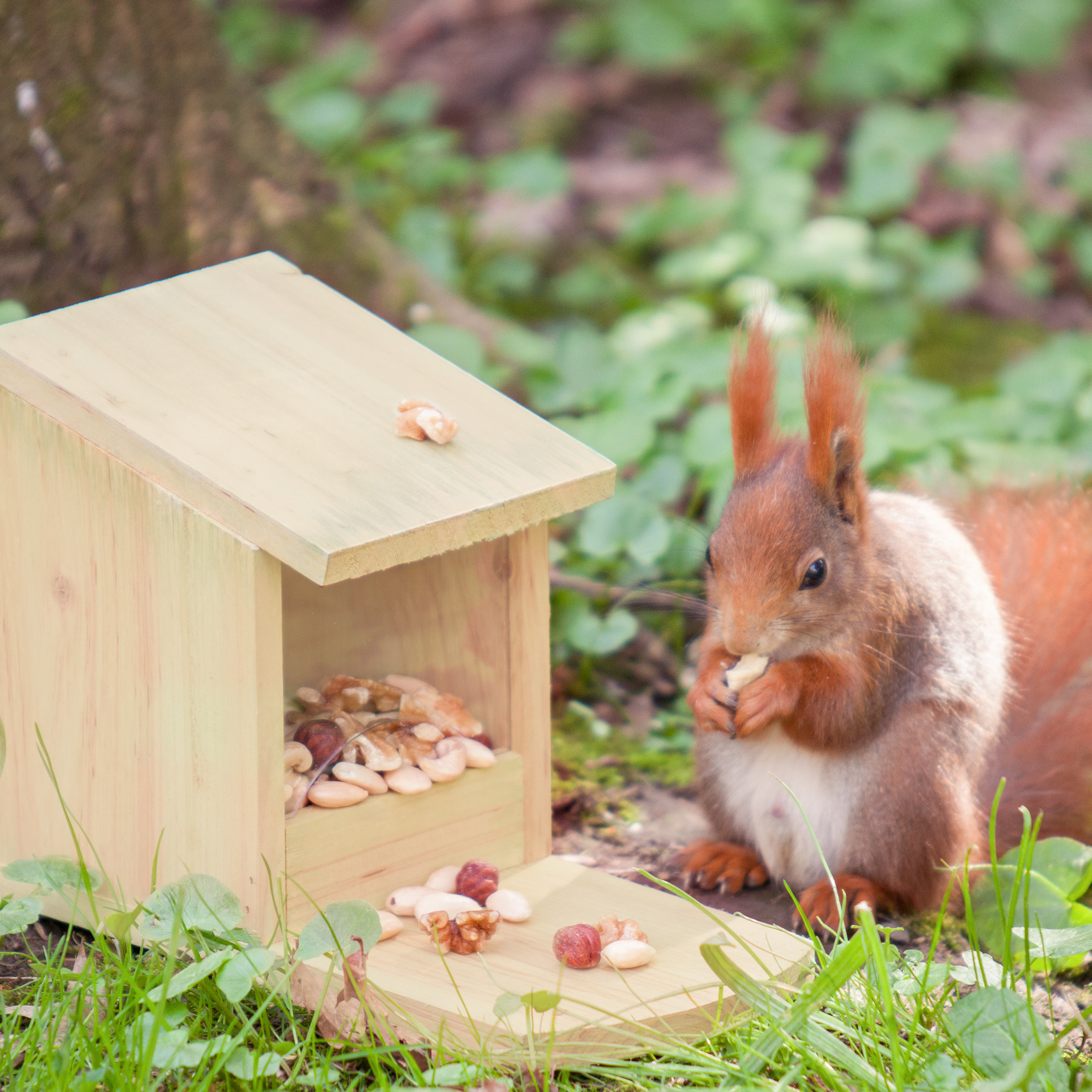Ein rotes Eichhörnchen frisst eine Nuss vor einem hölzernen Futterhaus im Gras.