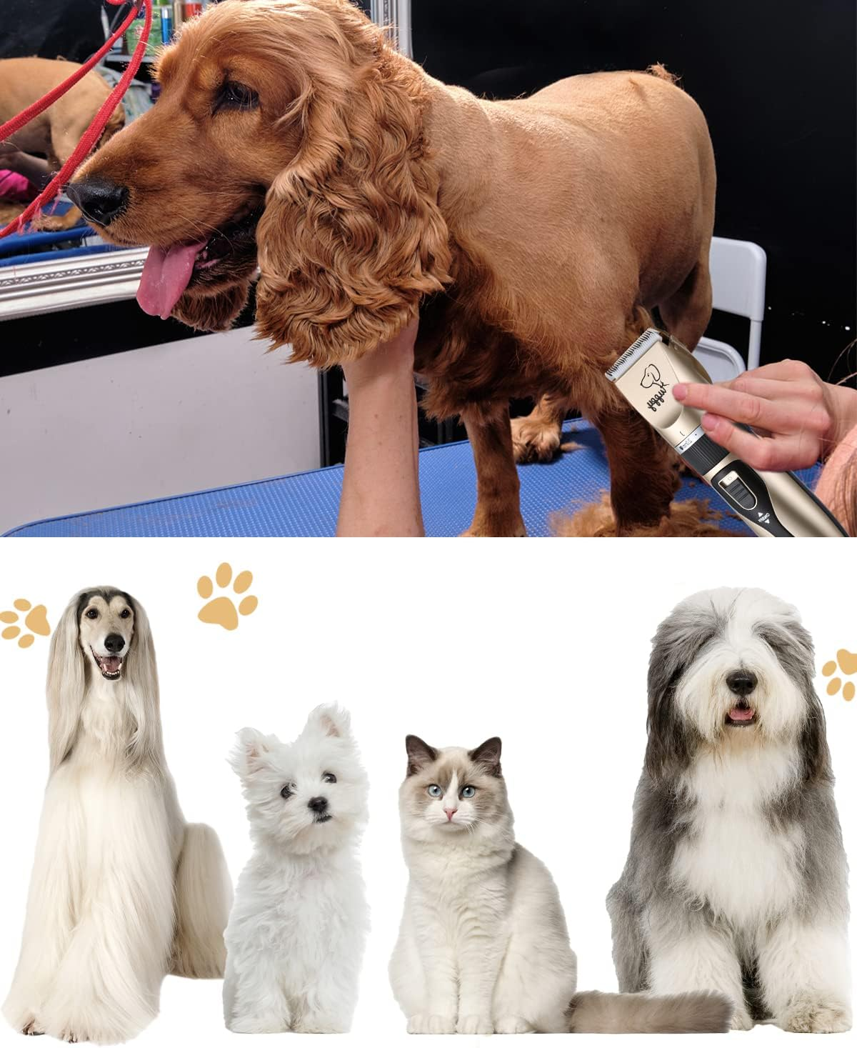 Ein Cockerspaniel wird auf einem Tisch rasiert, unten posieren vier verschiedene Hunde und Katzen.