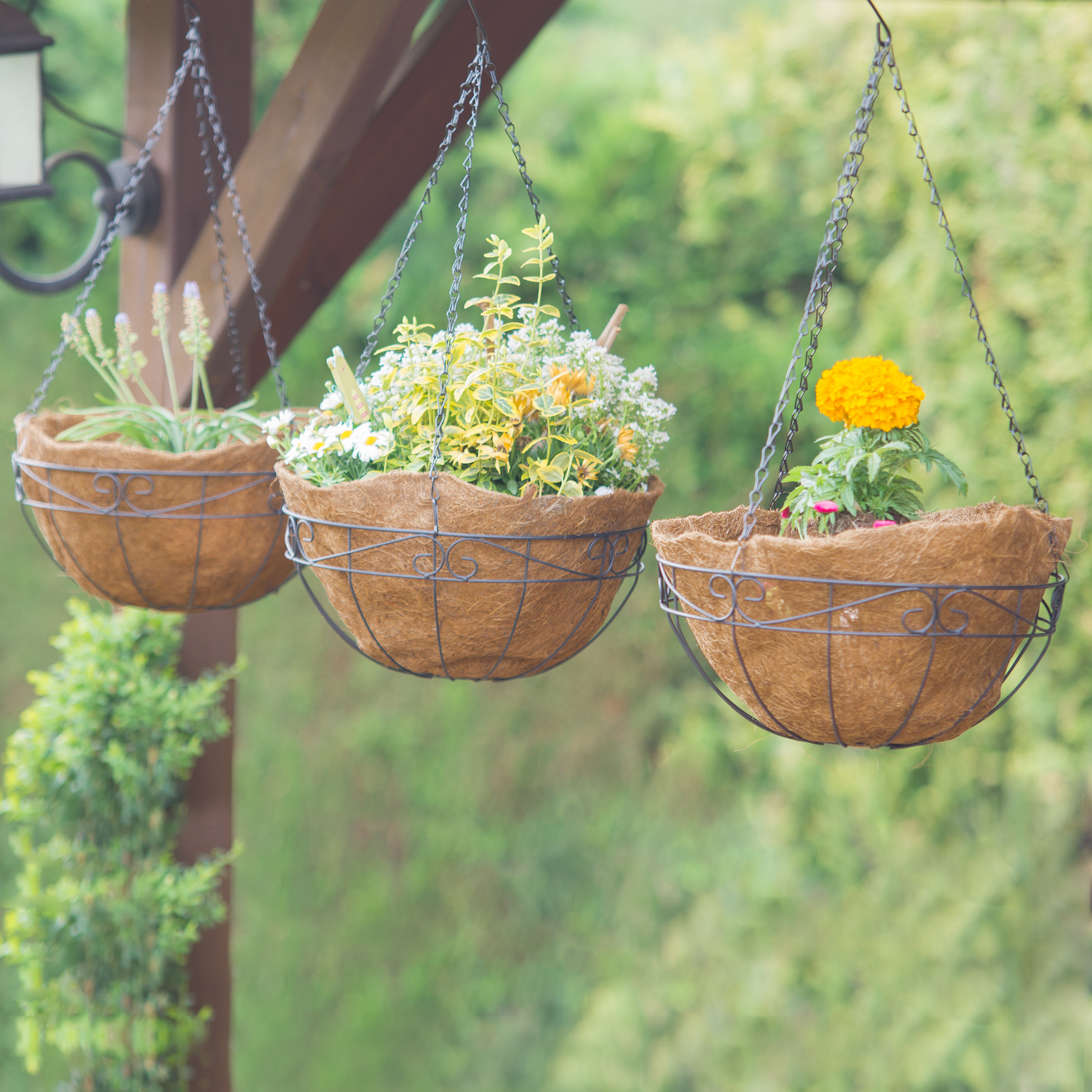 Drei Hängekörbe mit Grünpflanzen und Blumen an einer Holzkonstruktion im Garten.