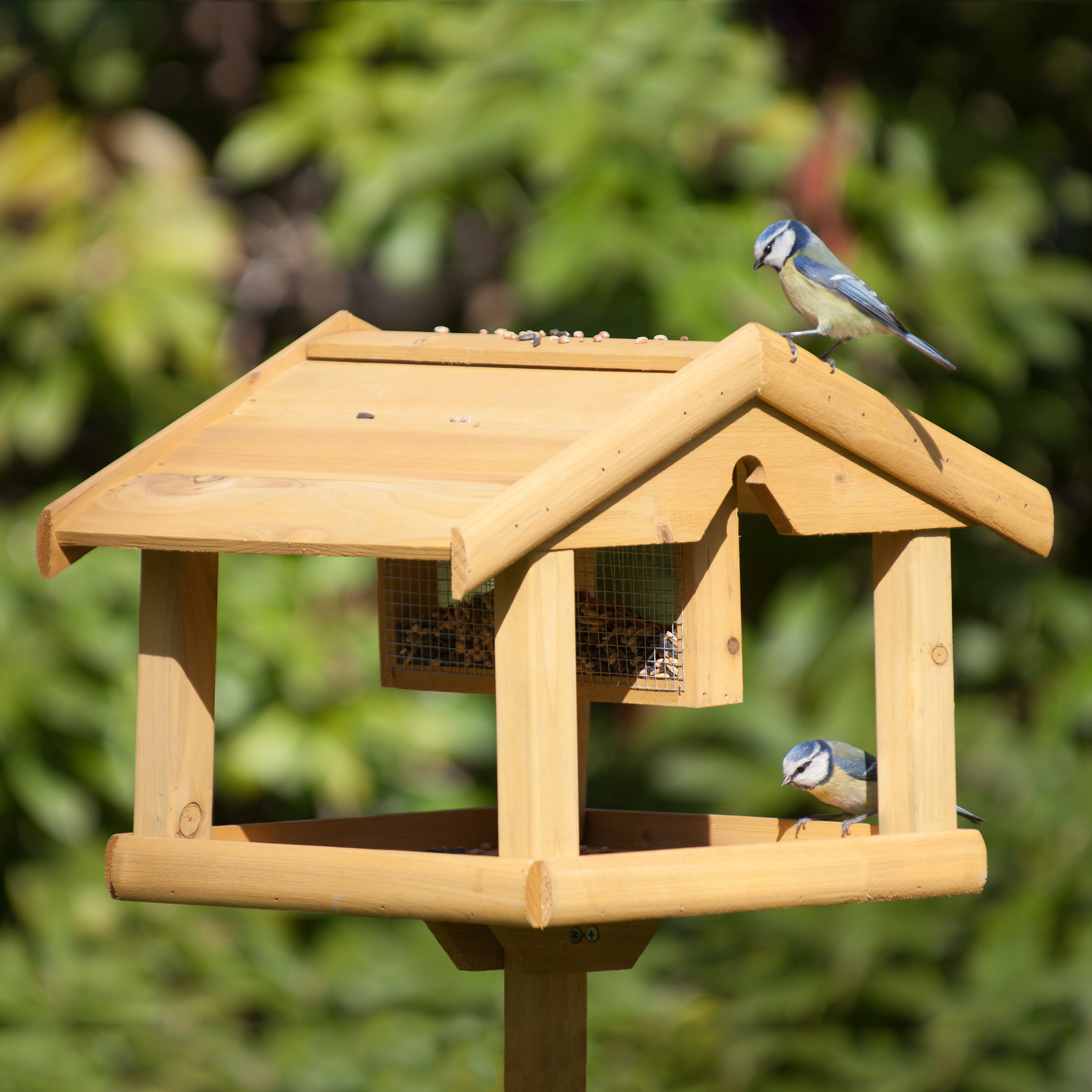 Zwei Blaumeisen an einem hölzernen Vogelhäuschen mit Körnern im Garten vor grünem Hintergrund.